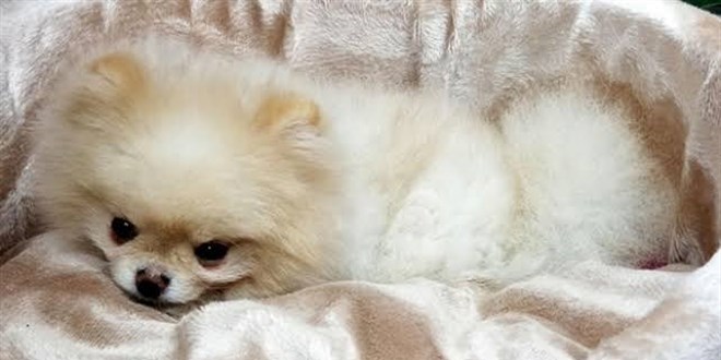 Gümrükten getirilen 'pomeranian' cinsi köpek yavrularına el konuldu