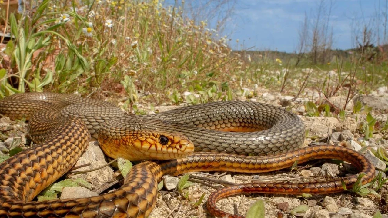 Nevşehir’de görülen hazer yılanı hakkında uyarı