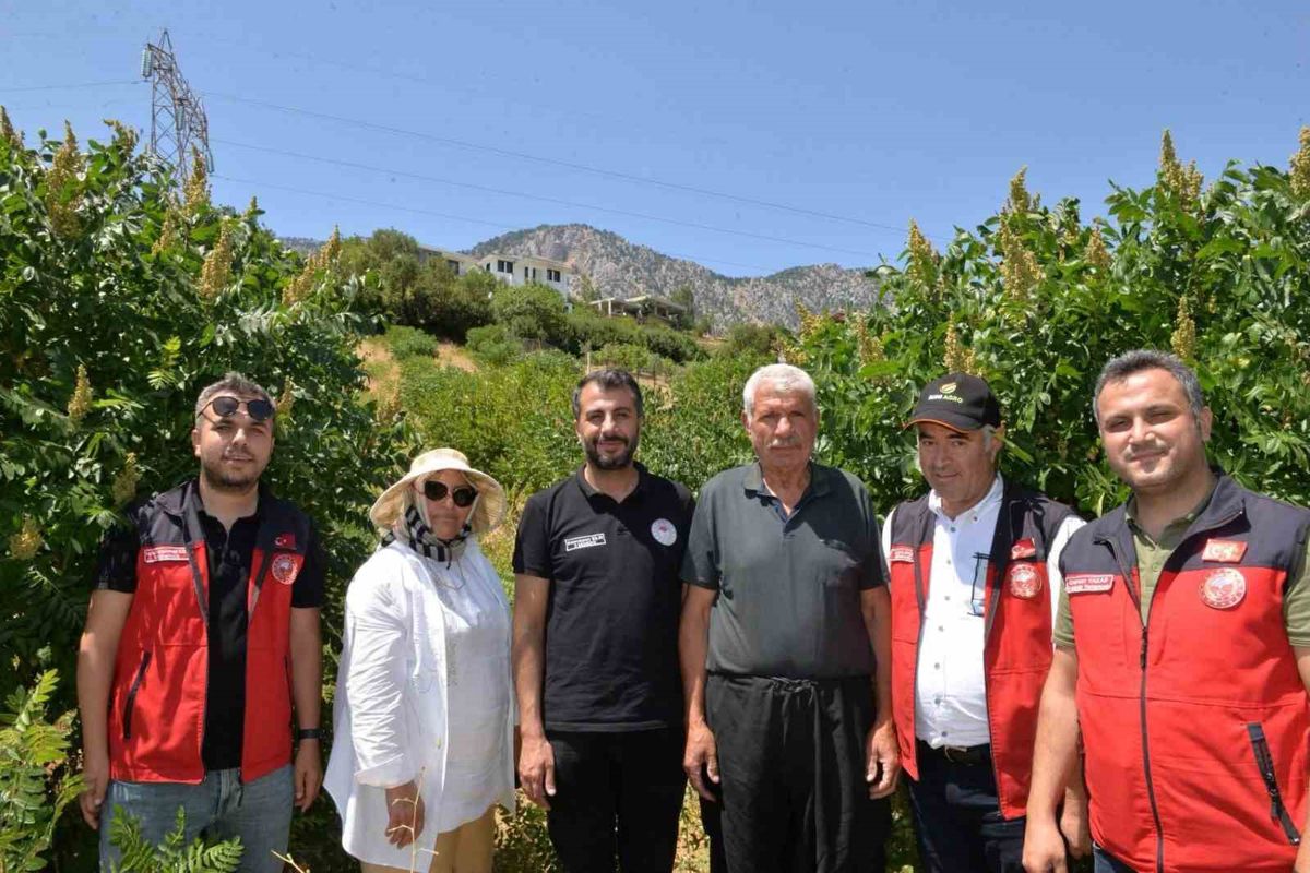 Kahramanmaraş'ta Dağıtılan 22 Bin Sumak Fidanı Verime Geçti