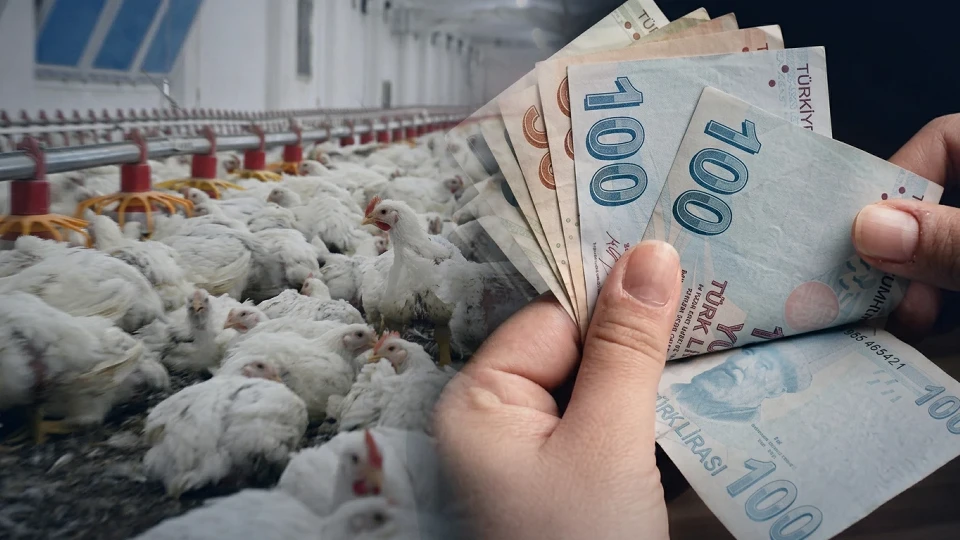 Tarım ve Orman Bakanlığı hibe desteğiyle tavuk çiftliği kurdular! 19 ve 21 yaşındaki gençlerin başarısı | EKONOMİ HABERLERİ