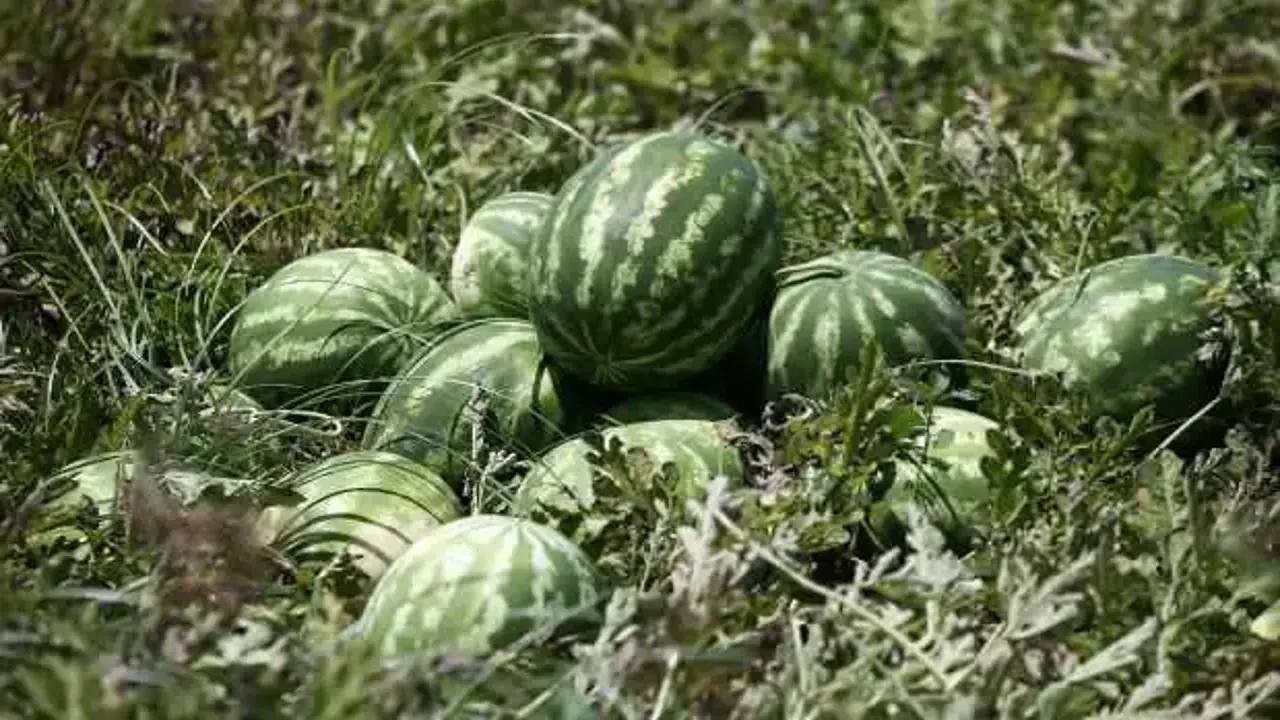 Tescilli Adana karpuzunda fiyatlar çakıldı... Tarladaki rakamı görenler şaşırıyor