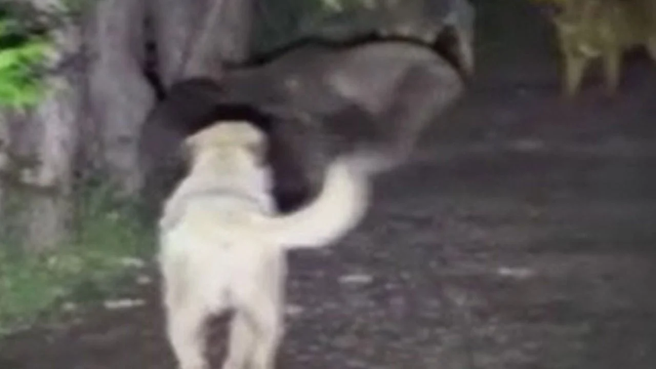Milli parkta ilginç karşılaşma! Başıboş köpeklerle ayılar birbirine girdi