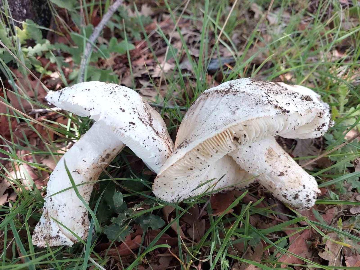 Çayır mantarını toplaması zahmetli yemesi lezzetli