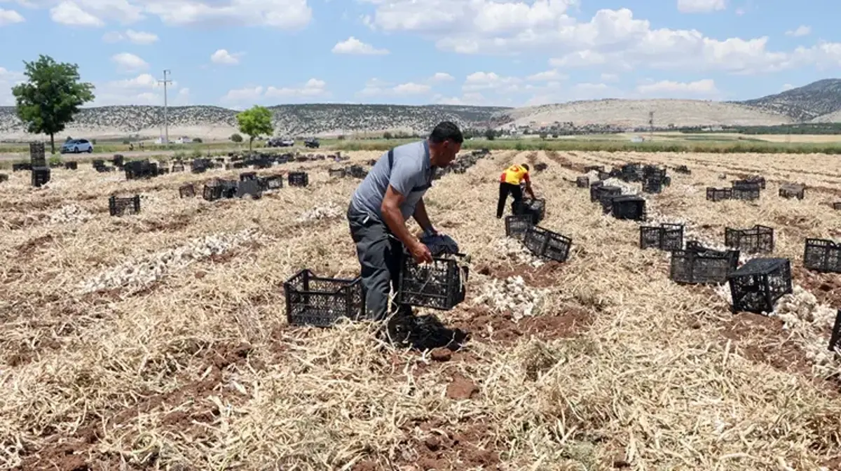 Dünyada ilk 5'te yer alıyor! Gaziantepli üretici 60 liraya satıyor, markette 200 lirayı buluyor