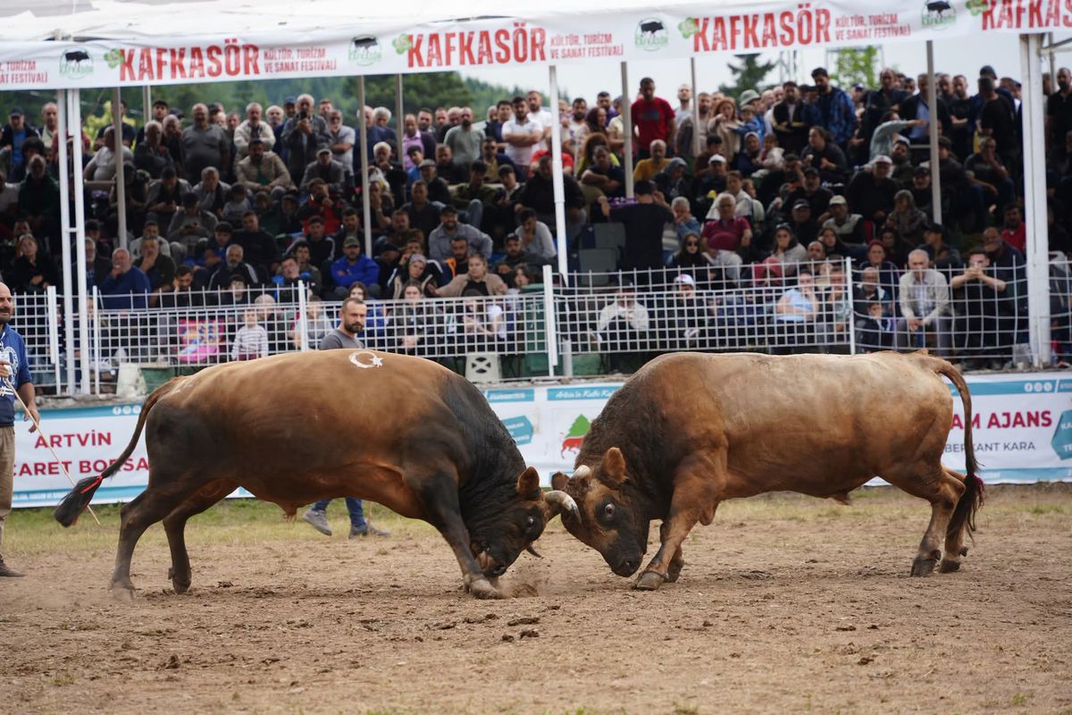 Artvin'de 45. Kafkasör Festivali'nde 157 boğa şampiyonluk için mücadele etti