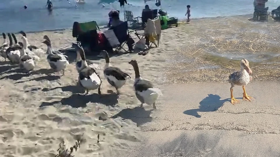 Erdek'te şikayet edilen kazlar: Bir ay süren hapis bitti, şartlı tahliye kararı verildi