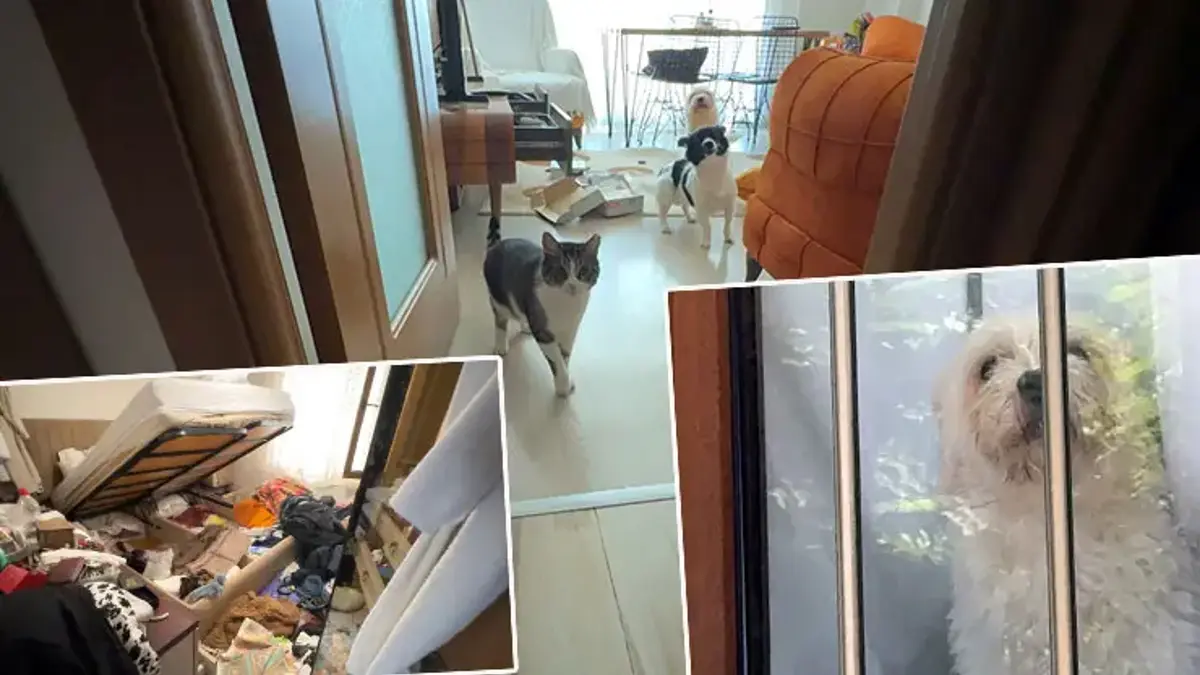 Balkondan girip evi talan ettiler! Kedi ve köpekleri mutfağa kilitleyip 600 bin liralık vurgun yaptılar