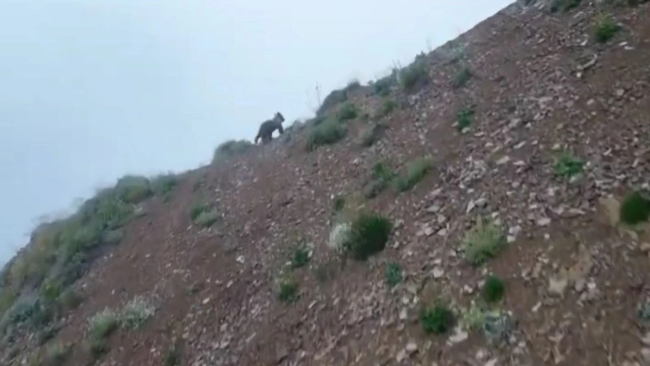 Dron gören ayının paniği kamerada! Yukarı baka baka koştu