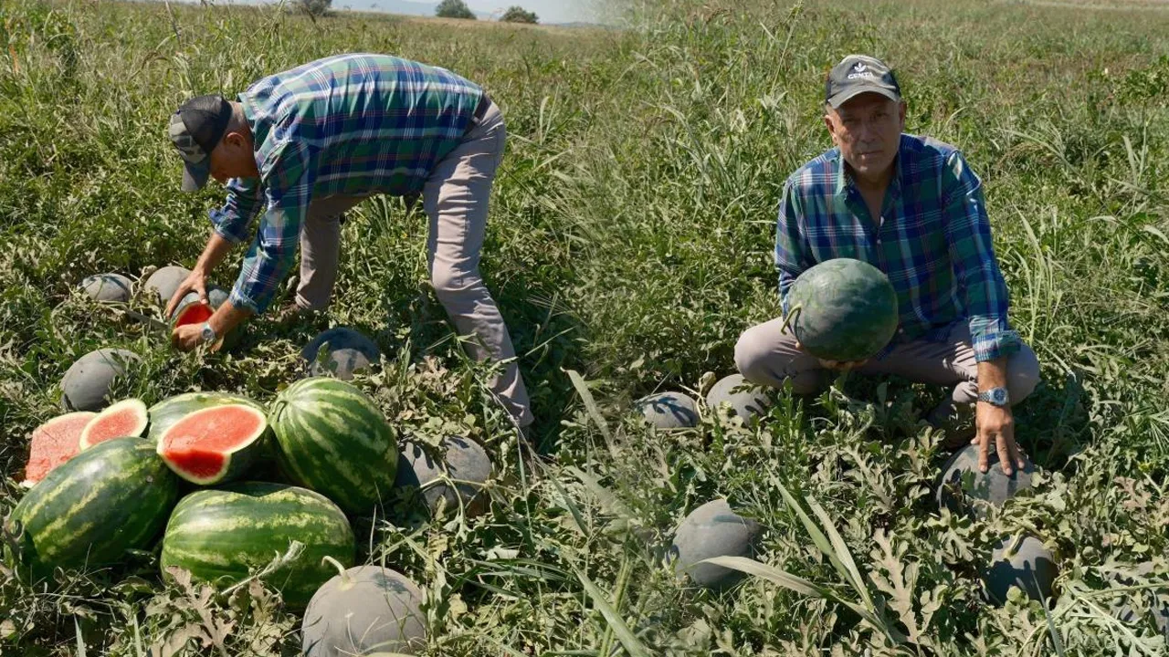 3 bin 500 ton karpuz tarlada kaldı! Çiftçinin zararı 20 milyon lira