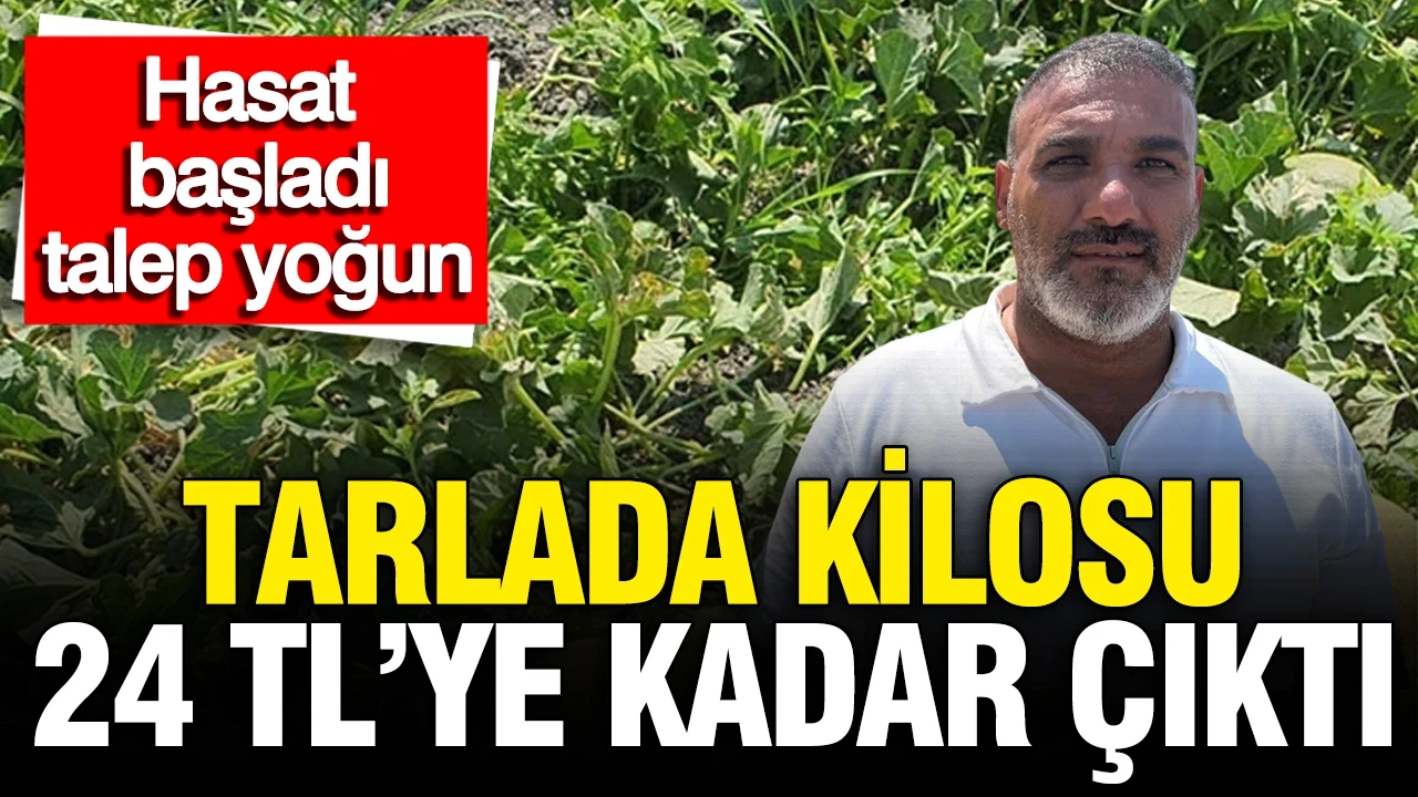 Tarlada kilosu 24 TL’ye kadar çıktı: Hasat başladı, talep yoğun