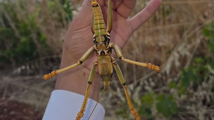 Görenler şaştı kaldı! El büyüklüğünde çekirge görüntülendi