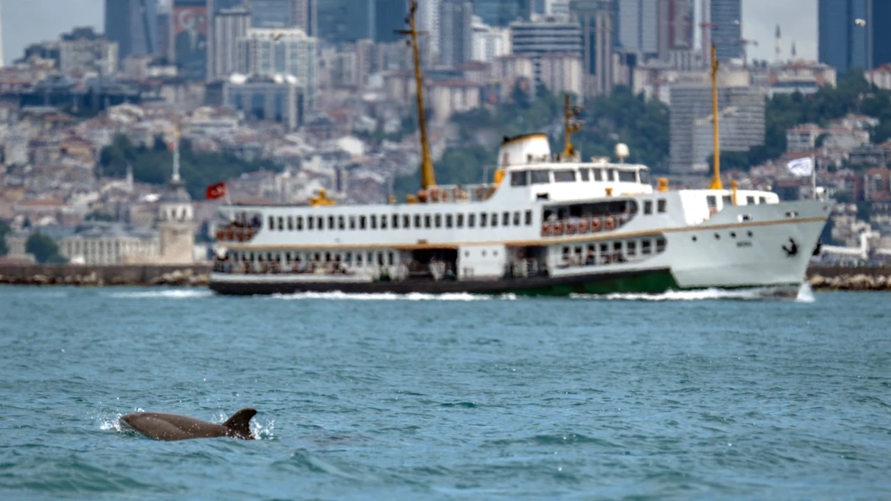 İstanbul Boğazı'nda görsel şölen sunan yunuslar sırt yüzgeçlerindeki izlerden kimliklendiriliyor
