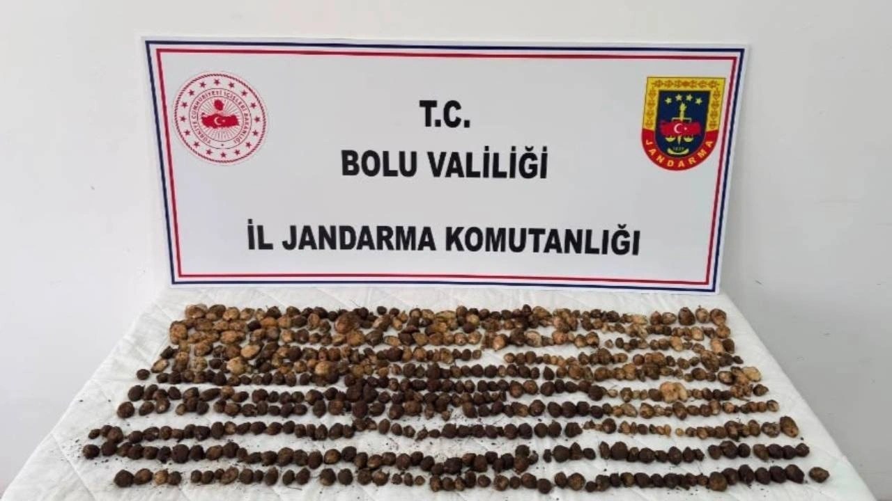 Yabani salep topladılar servet gibi ceza yediler!