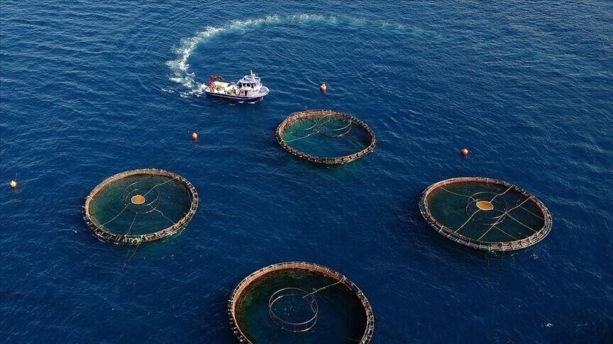 Doğu Karadeniz'in su ürünleri ihracatı 5 ayda 73,7 milyon doları aştı