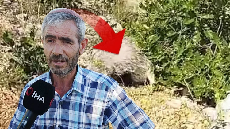 Dünyanın en korkusuz hayvanı Malatyalı'ya denk geldi: Saldırısına uğrayınca bayılttı