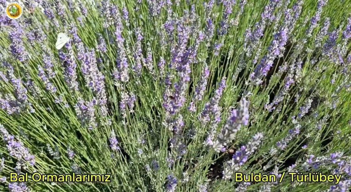 Buldan'da yangının izleri silinen 44 hektarlık alandan adeta bal damlayacak