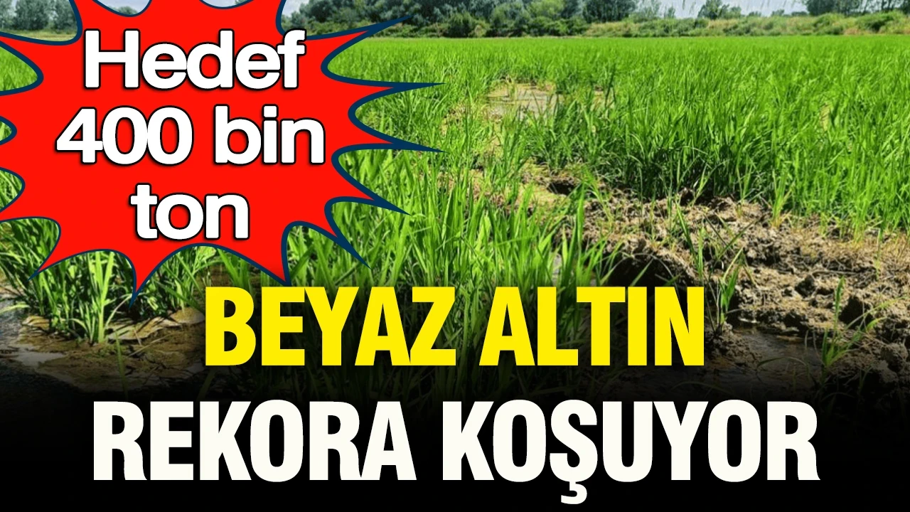 Beyaz altın rekora koşuyor: Hedef 400 bin ton