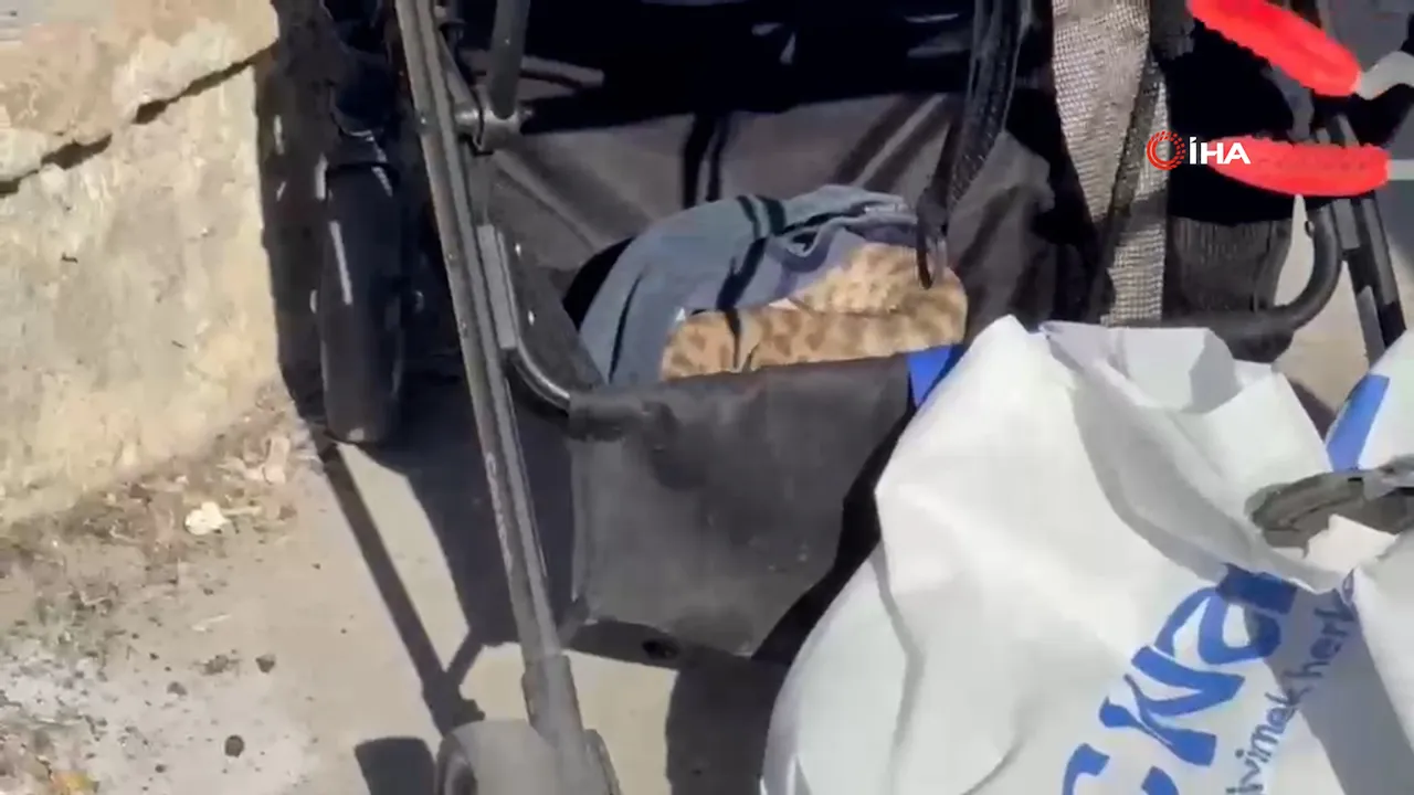 Şanlıurfa'da faciadan dönüldü! Bebek arabasına düşen yılan paniğe neden oldu