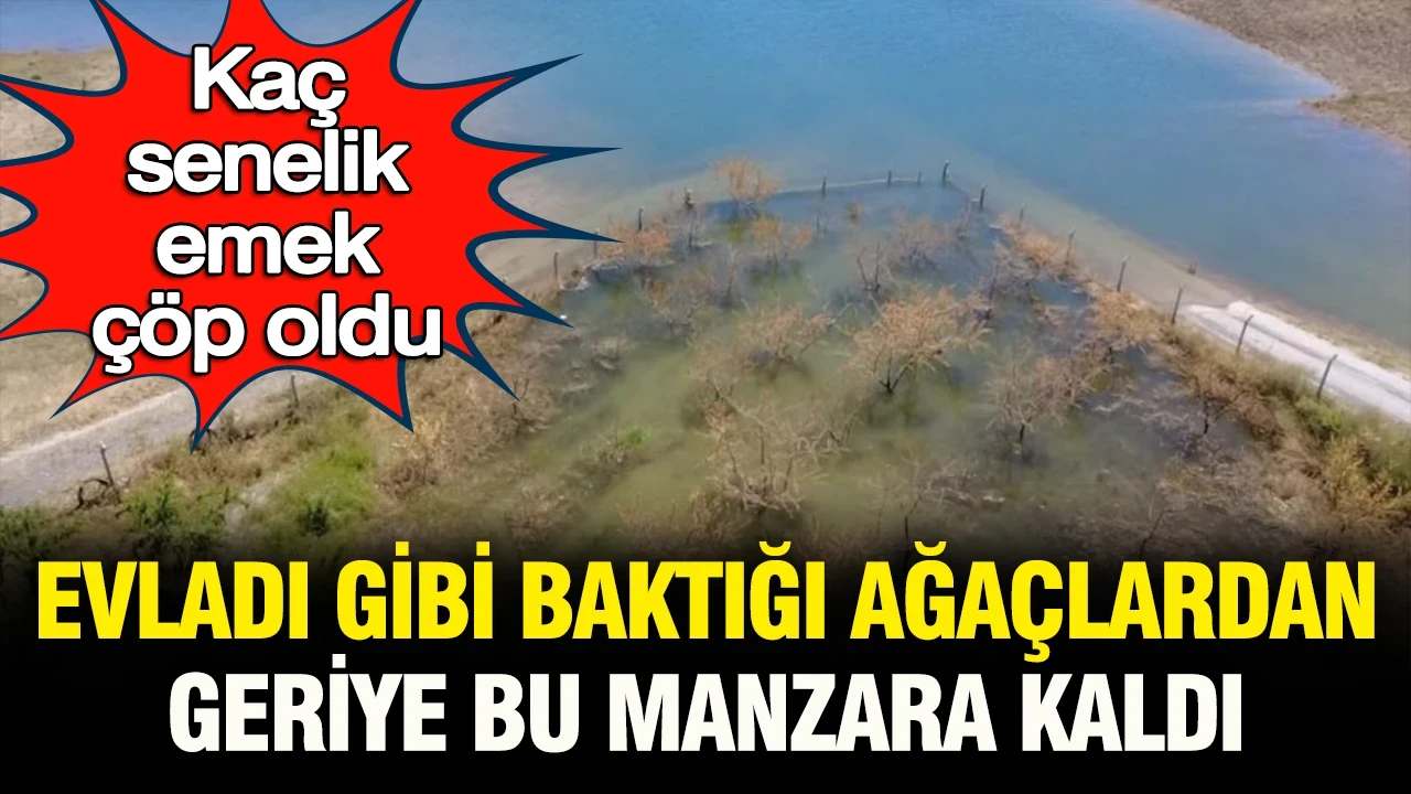 Kaç senelik emek çöp oldu: Evladı gibi baktığı onlarca ağaçtan geriye bu manzara kaldı