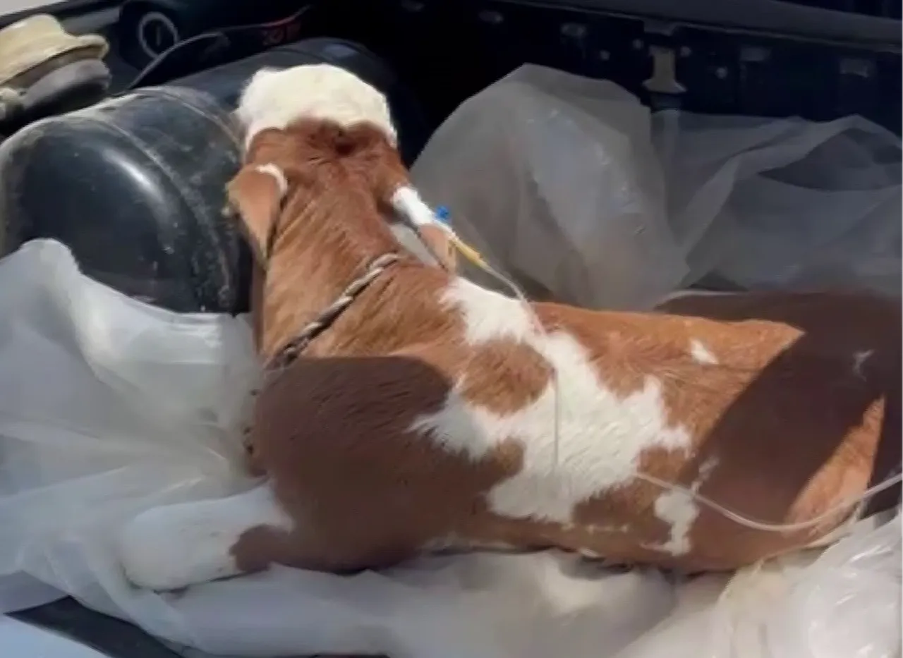 Sivas'ta örnek davranış! Hasta buzağıyı otomobilinin bagajında serumla veterinere götürdü