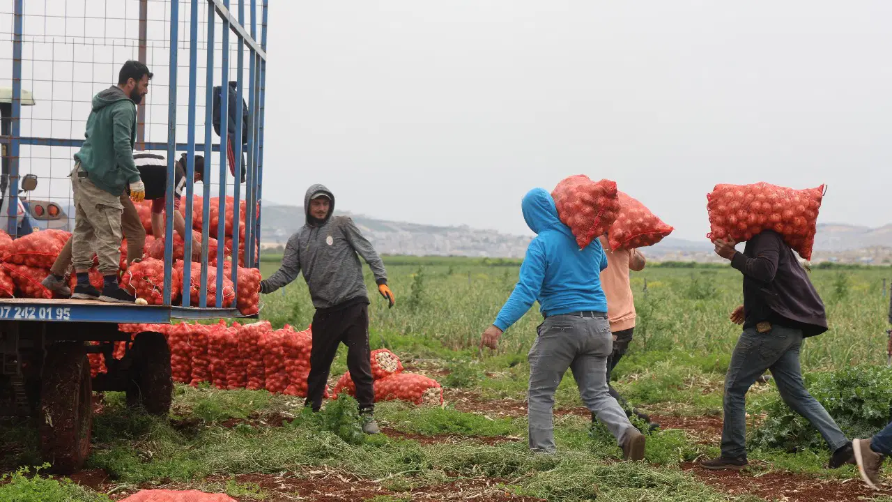 Amik Ovası'nda yetişiyor: Dönüm başına 5 ton mahsul verdi....