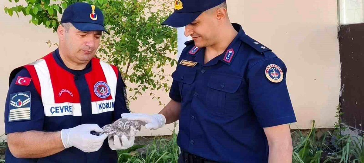 Yozgat'ta yavru baykuşa Jandarma ekipleri şefkat eli uzattı