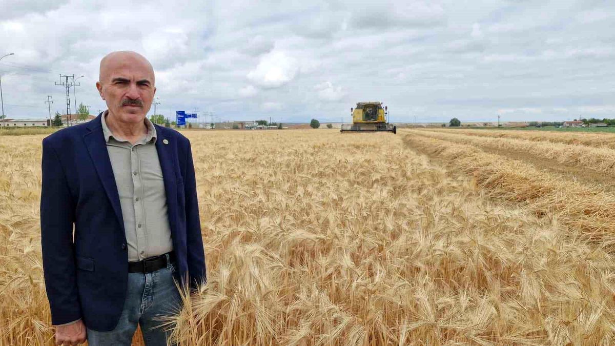 Karaman Ovası'nda yılın ilk arpa hasadı yapıldı
