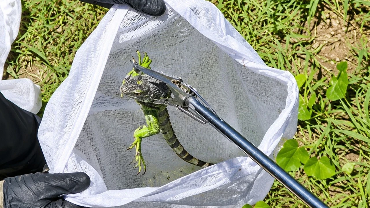 Düzce’de "büyük kertenkele" alarmı: Bahçedeki asmadan yeşil iguana çıktı