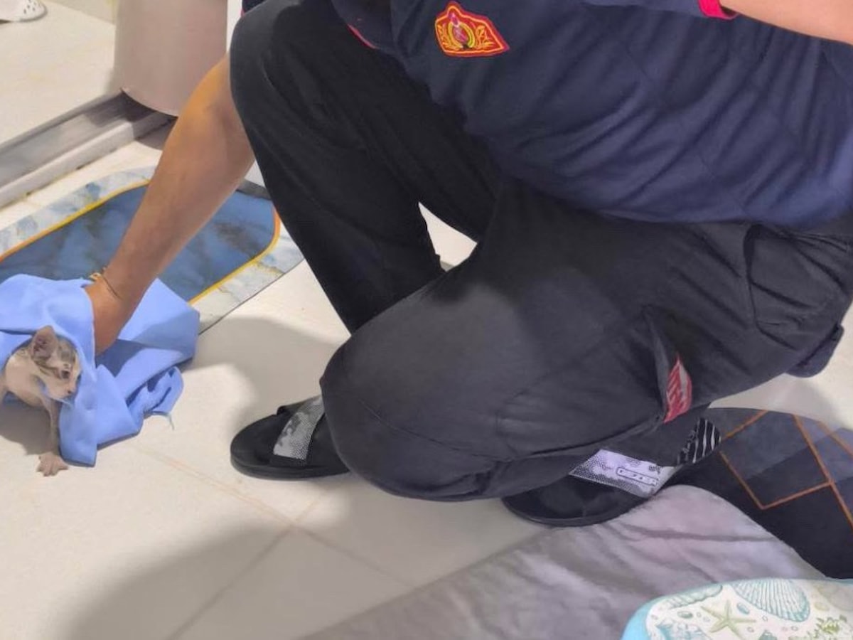 Siirt’te gider borusuna sıkışan 2 yavru kedi itfaiye tarafından kurtarıldı