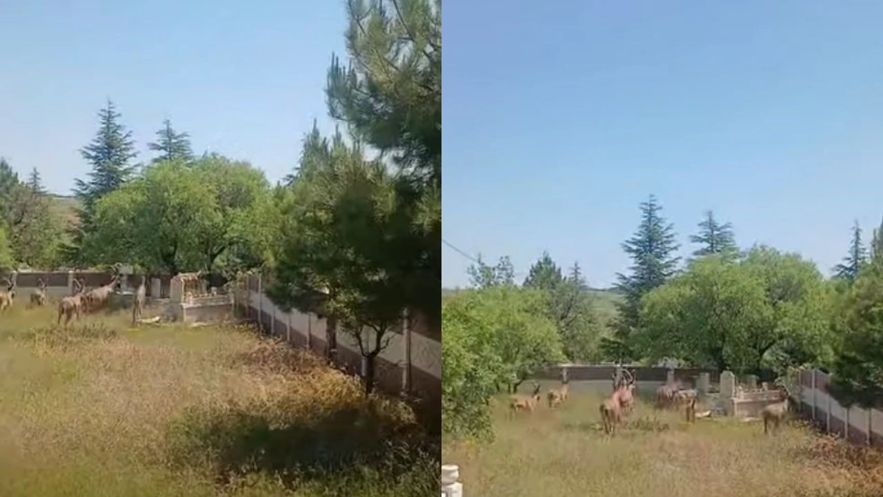 Koruma altındaki dağ keçileri tarihi Harput mezarlıklarında görüntülendi