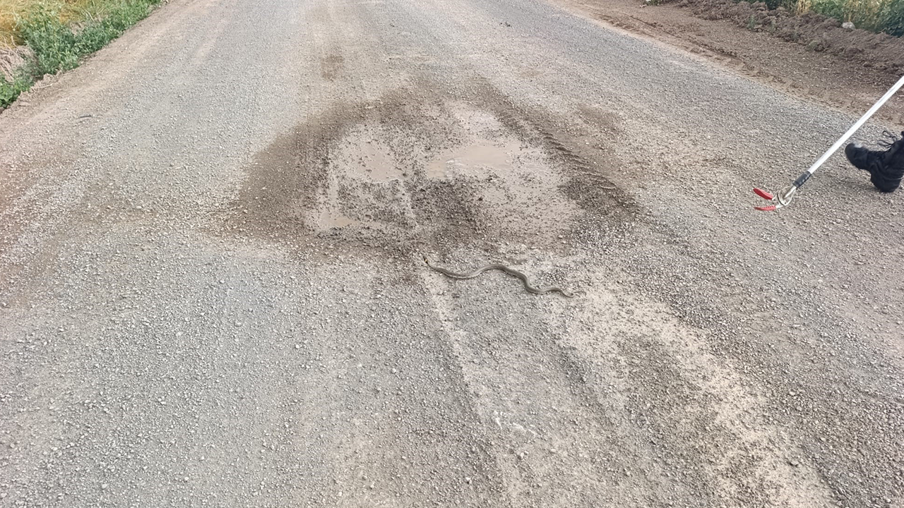 Sivas'ta odun yığınlarının arasına giren yılan itfaiye ekiplerini harekete geçirdi