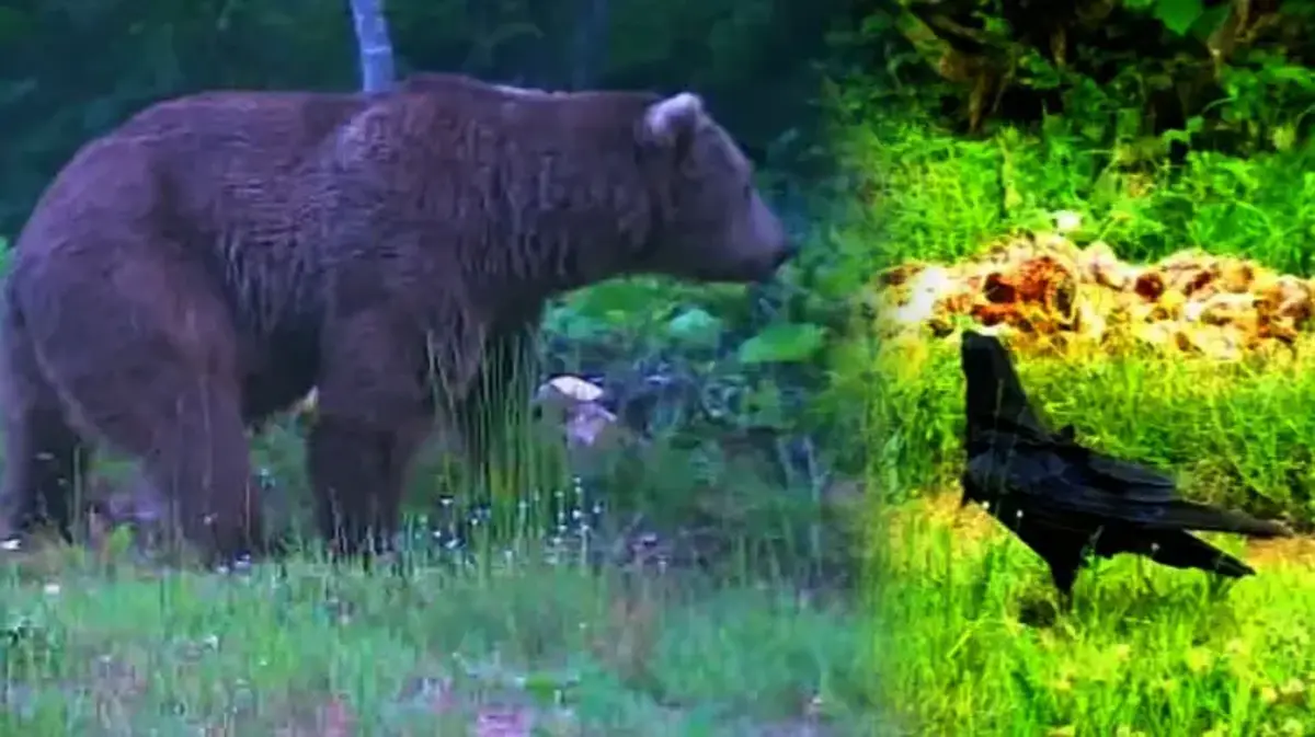 Küre Dağları'ndaki farklı türler fotokapana böyle yakalandı