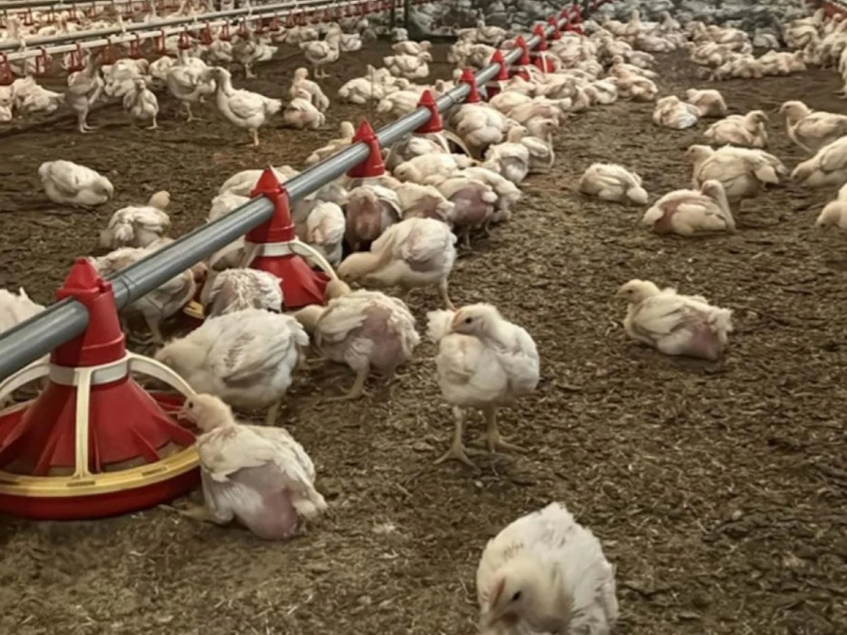Dünyanın et tüketimi son 60 yılda dört katına çıktı