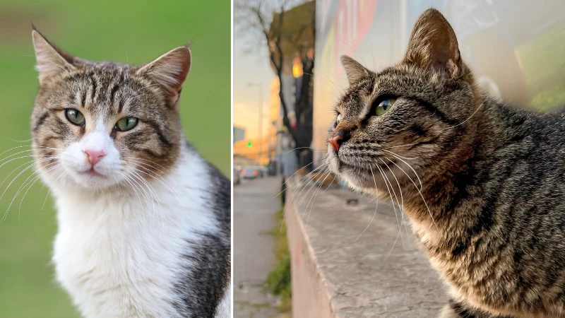 Kesilmek üzere çalınan 400 kedi bulundu: Akılalmaz et ticareti gün yüzüne çıktı
