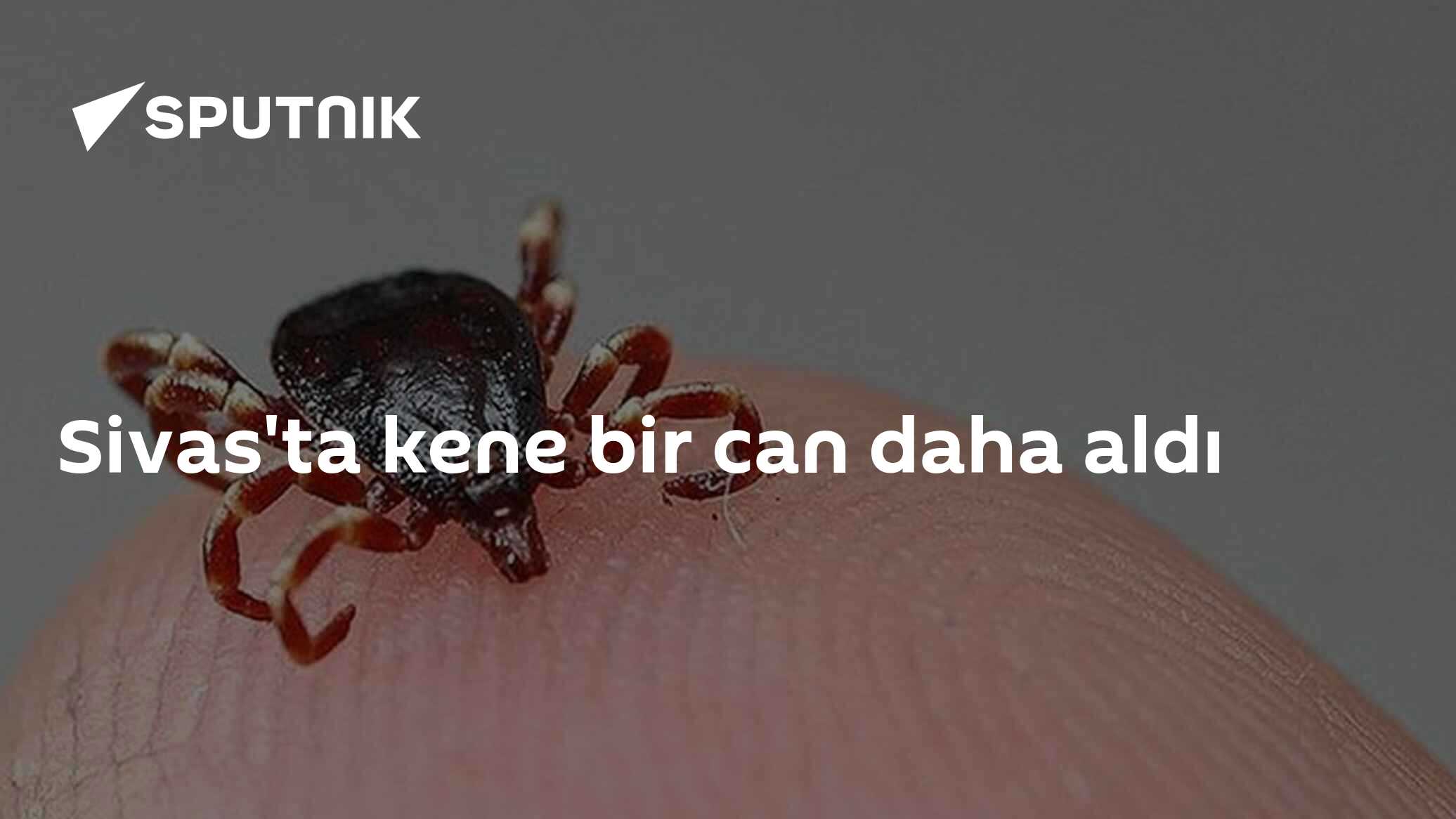 Sivas'ta kene bir can daha aldı