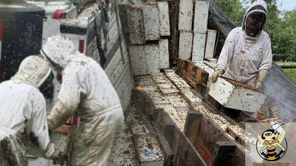 ABD Teksas'ta arı kovanı yüklü tır devrildi: İki milyon tanesi firar etti' Bölge halkına 'evden çıkmayın' uyarısı