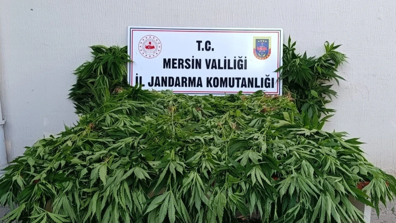 Ormanda kenevir yetiştirenlere suçüstü