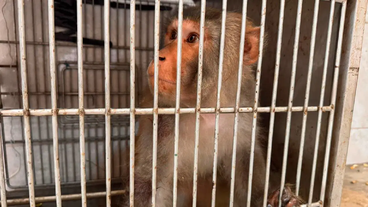 Hatay'da sokakta bulunan maymun koruma altına alındı