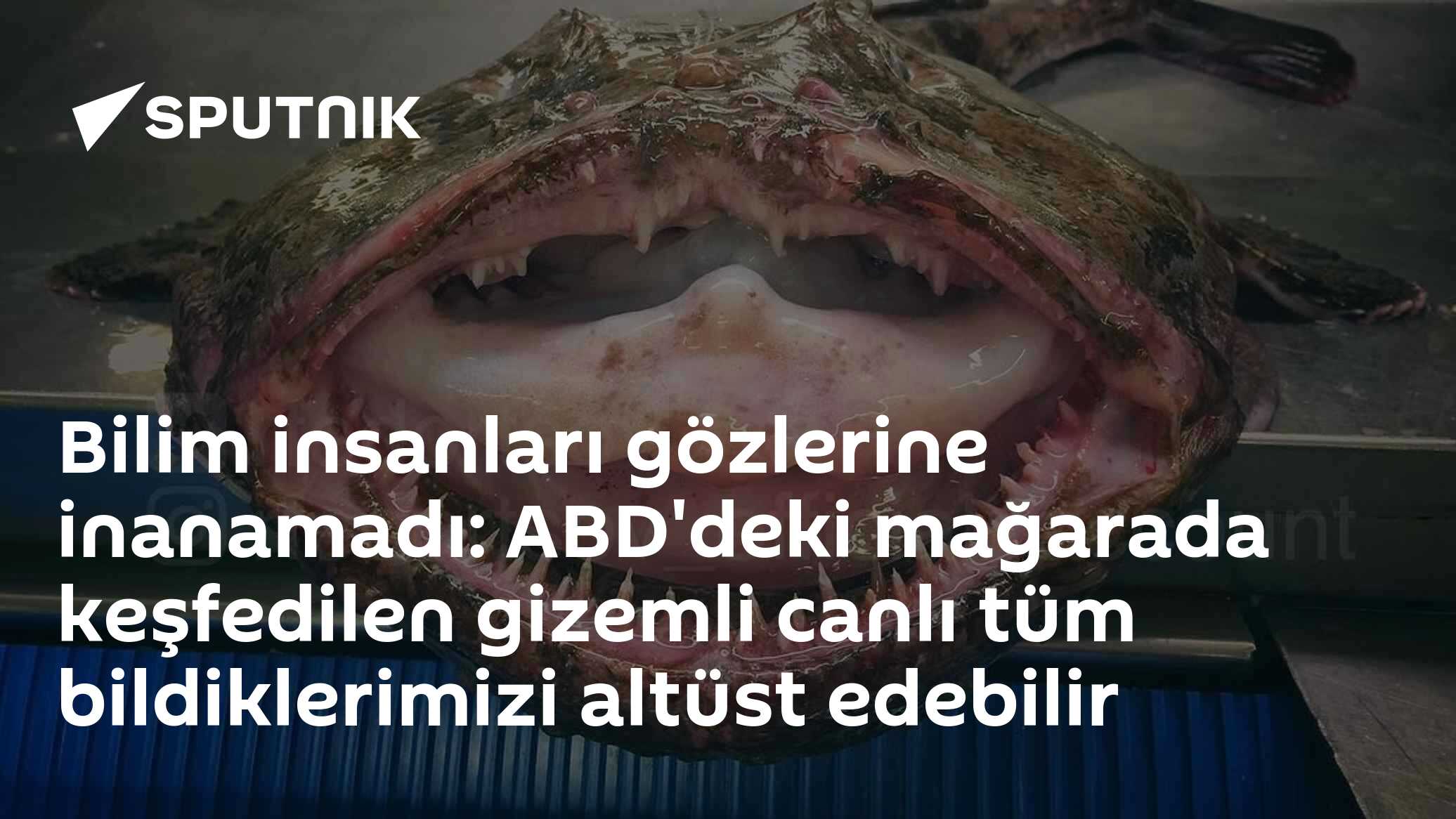 Bilim insanları gözlerine inanamadı: ABD'deki mağarada keşfedilen gizemli canlı tüm bildiklerimizi altüst edebilir