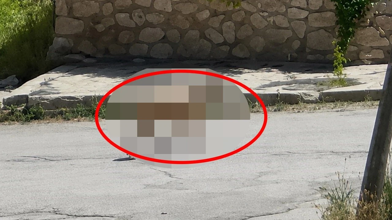 Erzincan'da yolunu şaşırdı bir anda ilçe merkezinde ortaya çıktı! Onu gören şaştı kaldı