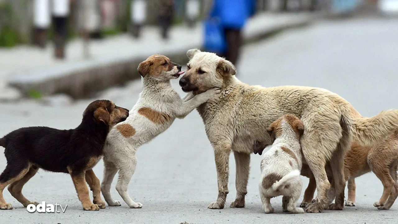 NATO Zirvesi öncesi Emniyet'ten 'sokak köpekleri' talimatı