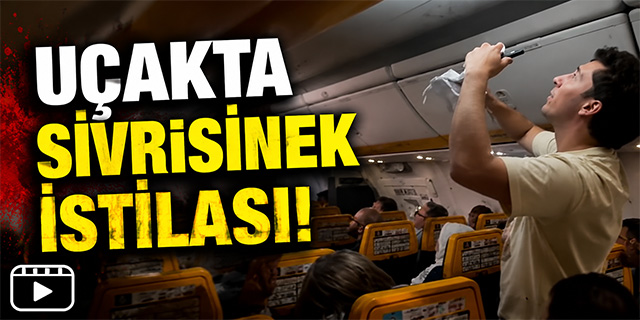 Uçakta sivrisinek istiası!