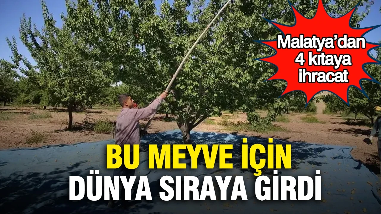 Malatya’dan 4 kıtaya ihracat: Bu meyve için dünya sıraya girdi