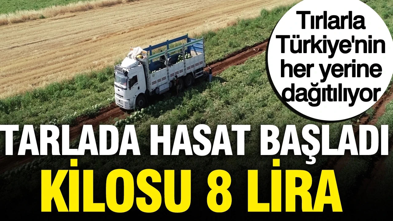 Hasat başladı tarlada kilosu 8 lira, tırlarla Türkiye'nin her yerine dağıtılıyor