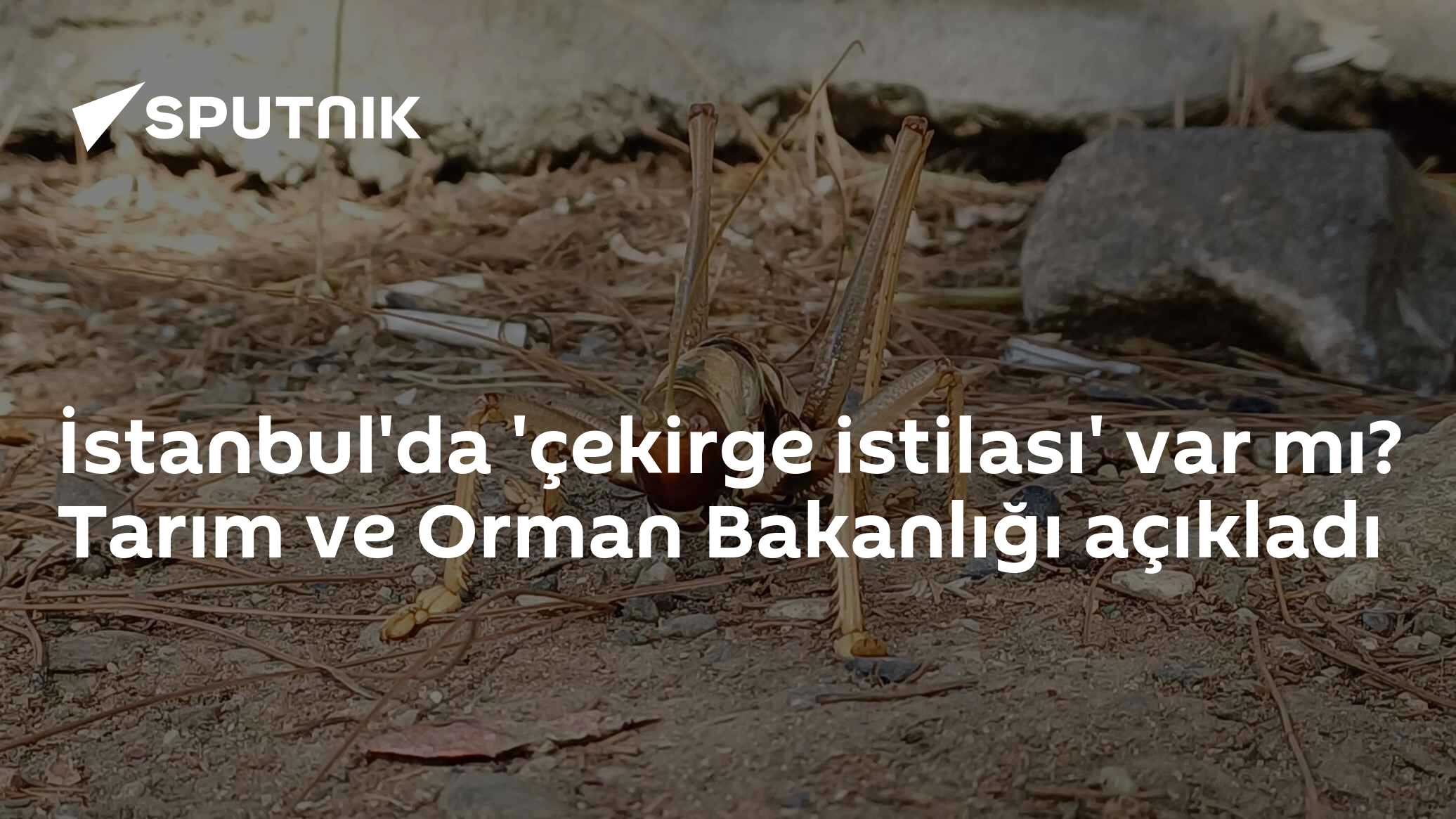 İstanbul'da 'çekirge istilası' var mı? Tarım ve Orman Bakanlığı açıkladı
