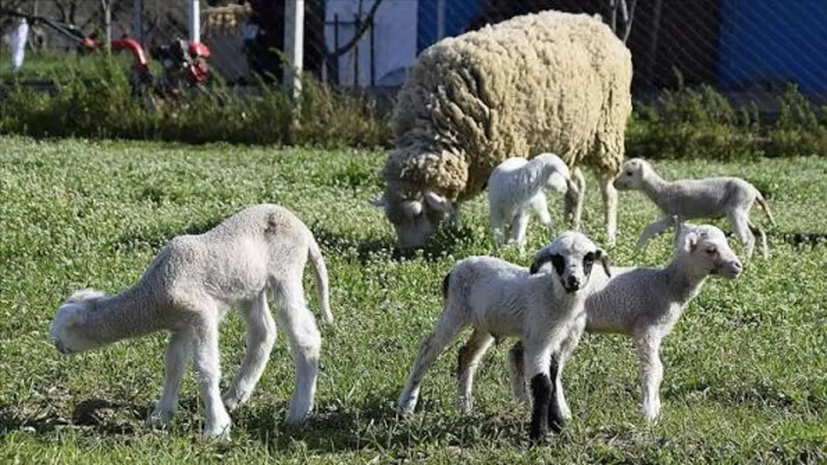 TİGEM 1700 erkek kuzuyu satışa çıkarıyor! İhale tarihi belli oldu