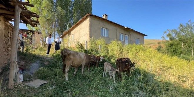 Bir ineği telef oldu, 7 inek 5 buzağı sahibi oldu