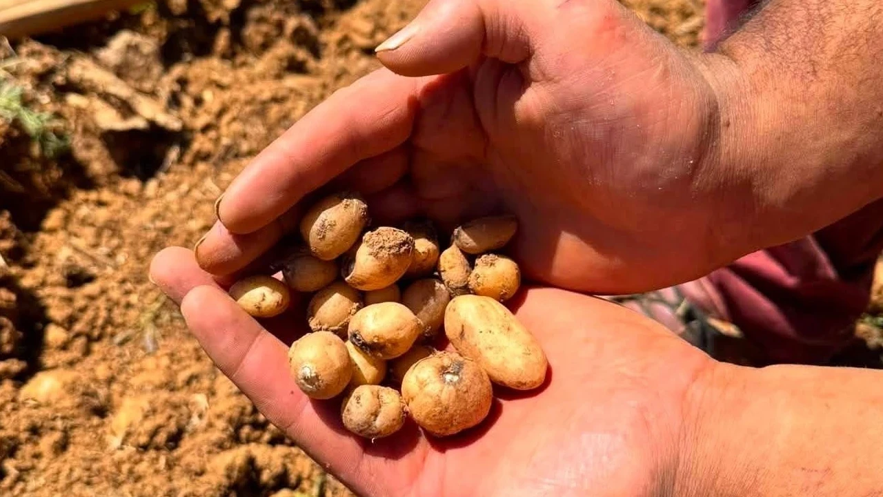 Kütahya'da salep hasadı başladı