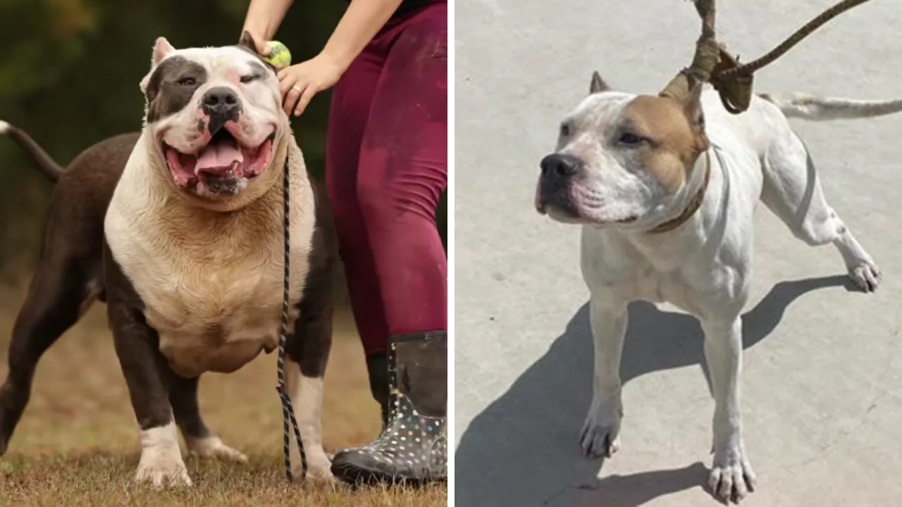 İngiltere'den dikkat çeken karar! 12 yaş altındaki çocuklar köpeklerle yalnız bırakılmayacak
