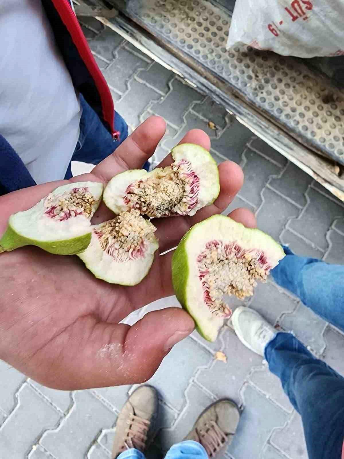 Buharkent'te üreticiler 'belgesiz ilek' kullanımına karşı uyarıldı
